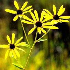 Рудбекия солнцеглядная (Rudbeckia heliopsidis)