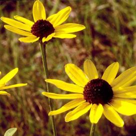 Рудбекия солнцеглядная (Rudbeckia heliopsidis)