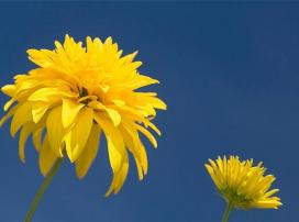 Рудбекия рассеченная (Rudbeckia laciniata)