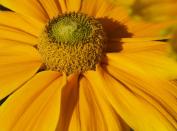 Рудбекия глянцевитая (Rudbeckia nitida)