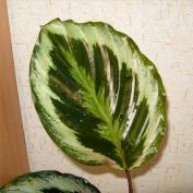 Калатея Сияние звезды (Calathea shinestar)