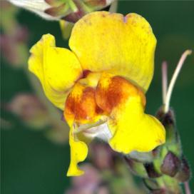 Львиный зев (Antirrhinum)