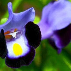 Львиный зев (Antirrhinum)