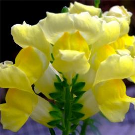 Львиный зев (Antirrhinum)