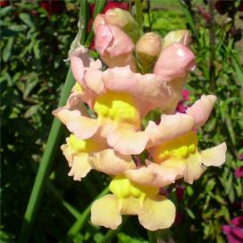 Львиный зев (Antirrhinum)