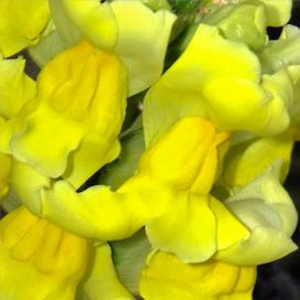 Львиный зев (Antirrhinum)