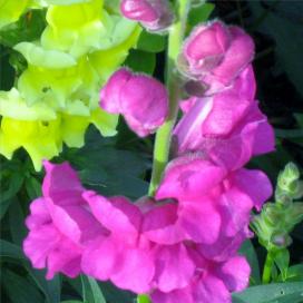 Львиный зев (Antirrhinum)