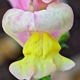 Львиный зев (Antirrhinum)