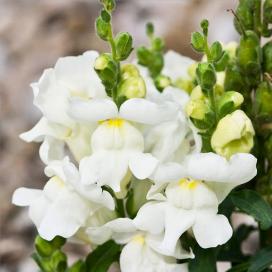 Львиный зев (Antirrhinum)