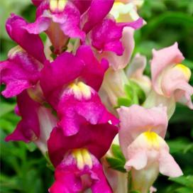 Львиный зев (Antirrhinum)