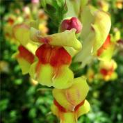 Львиный зев (Antirrhinum)