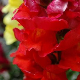 Львиный зев (Antirrhinum)