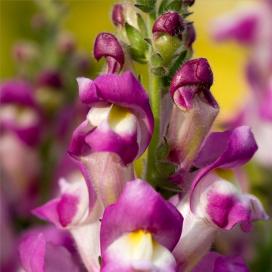 Львиный зев (Antirrhinum)