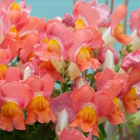 Львиный зев (Antirrhinum)