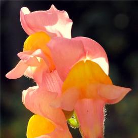 Львиный зев (Antirrhinum)