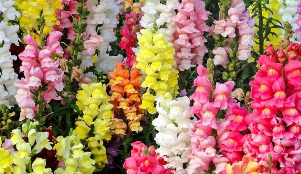 Львиный зев (Antirrhinum)