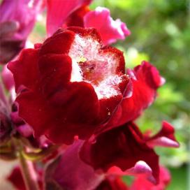 Львиный зев (Antirrhinum)