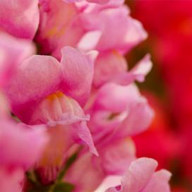 Львиный зев (Antirrhinum)