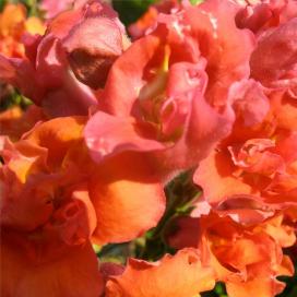 Львиный зев (Antirrhinum)