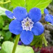 Фацелия крупным планом (Phacelia viscida)