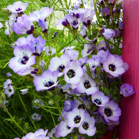 Гилия (Gilia tricolor)