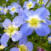 Гелиофила крупным планом (Heliophila longifolia)