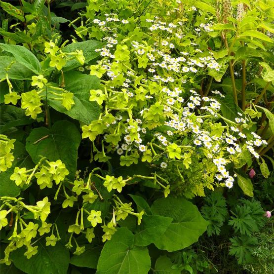 Табак душистый лимонно-желтый и пижма (Nicotiana Lime Green Tanacetum niveum)