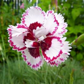 Гвоздика Леди Гринвель (Dianthus Lady Granville)