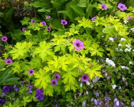 Герань садовая (Geranium Ann Folkard)