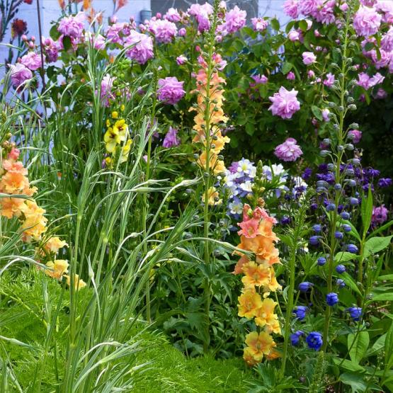 Львиный зев (Antirrhinum Chantilly Peach)