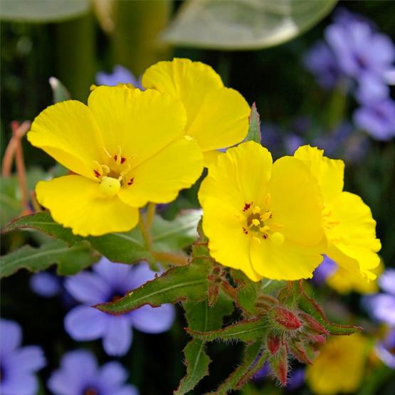 Сисирюнхий и камиссония (Cammissonia cheiranthifolia Sisyrinchium Devon Skies)