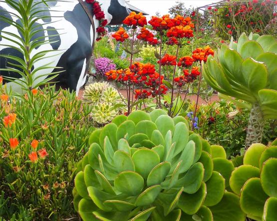 Аэониум и кальцеолярия (Aeonium hierrense. Calceolaria Kentish Beauty)