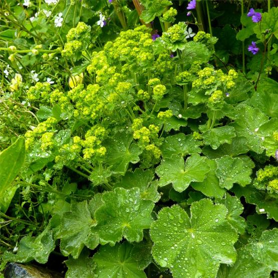 Манжетка, сем Розовые (Alchemilla mollis)