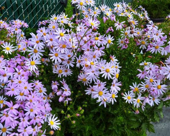 Крестовник изящный, сем Астровые (Senecio glastifolius)