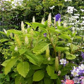 Фитолакка, или лаконос ягодный (Phytolacca acinosa)