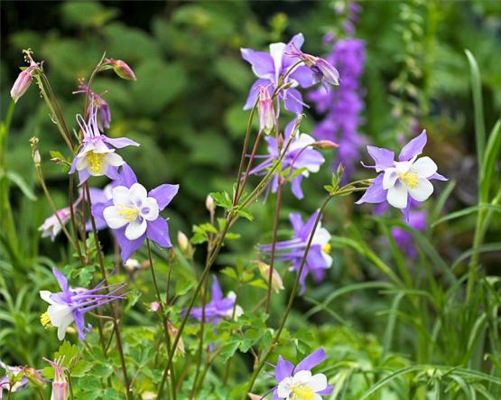 Аквилегия (Aquilegia caerulea Rocky Mountain Columbine