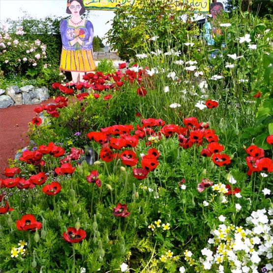 Мак спутанный и мак греческий (Papaver commutatum, Papaver Greek poppy)