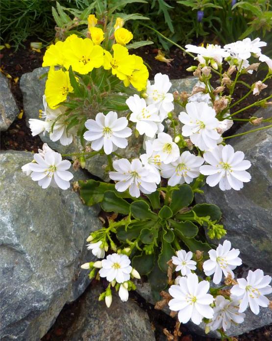 Левизия и камиссония (Lewisia cotyledon White Splendor, Camissonia bistorta)