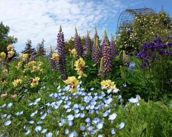 Люпин, немофила, иксия (Lupinus Thomas Church Nemophila menziesii Baby Blue Eyes native Ixia Buttercup)