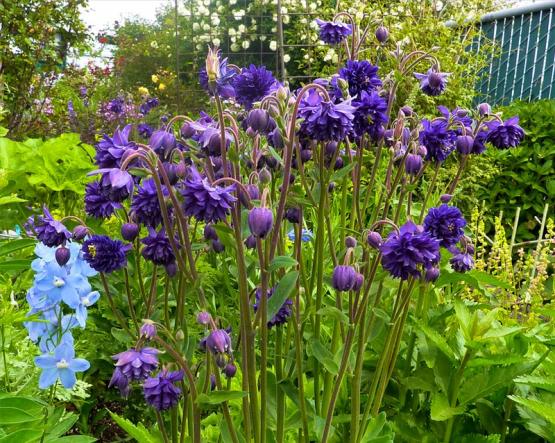 Аквилегия (Aquilegiav Blue Barlow)