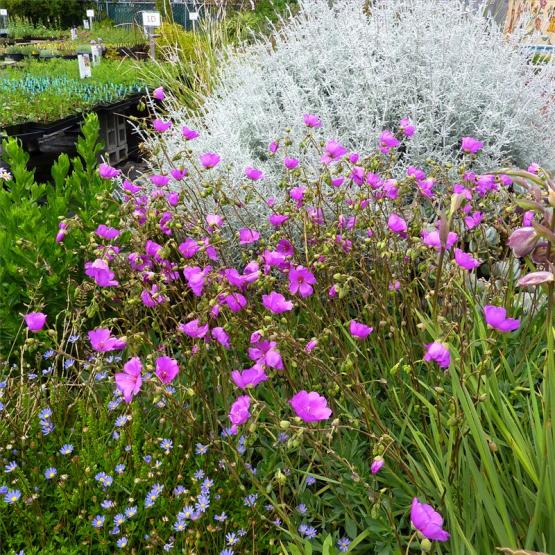 Каландриния, фелиция, можжевельник китайский (Calandrinia spectabilis pink, Felicia Tight Tidy, plumosa silver)