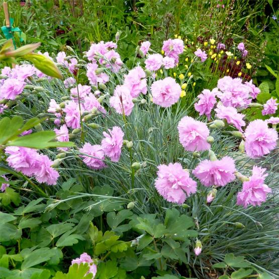 Гвоздика (Dianthus Rose De Mai)