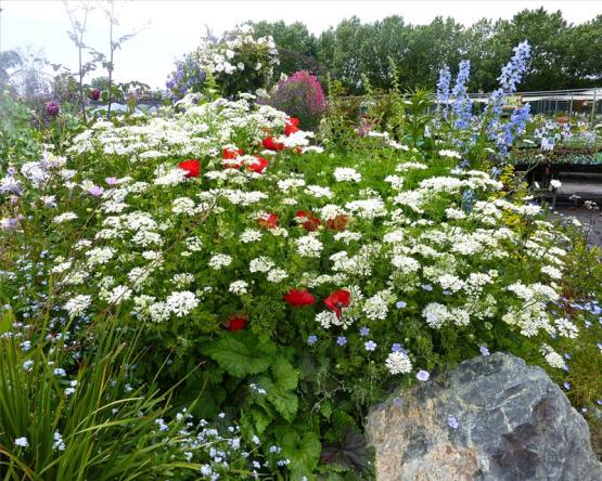 Орлая крупноцветковая, сем Зонтичные (Orlaya grandiflora)