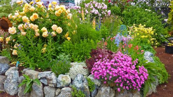 Гвоздика розовая, роза Золотое торжество (Dianthus Pinkerton, Rosa Golden Celebration)