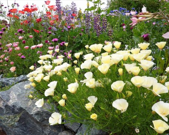 Эшшольция калифорнийская (Eschscholzia californica Alba)