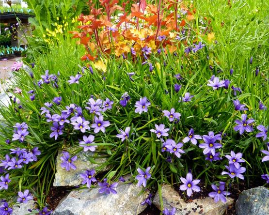 Сисирюнхий (Sisyrinchium North Coast)