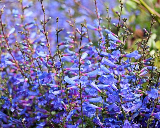 Пенстемон (Penstemon heterophyllus), многолетний колокольчик