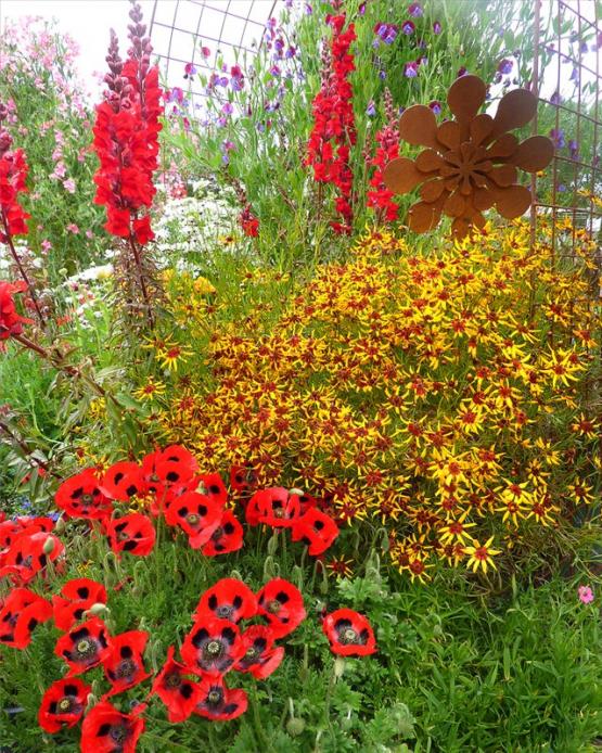 Мак спутанный, кореопсис, львиный зев (Papaver commutatum, Coreopsis radiata Tiger Stripes, Antirrhinum Defiance)