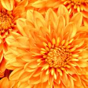 Хризантемы (Chrysanthemum)