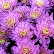 Хризантемы (Chrysanthemum)